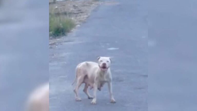 Rescuers Found This Mama Dog Who Kept Searching For Her Pups