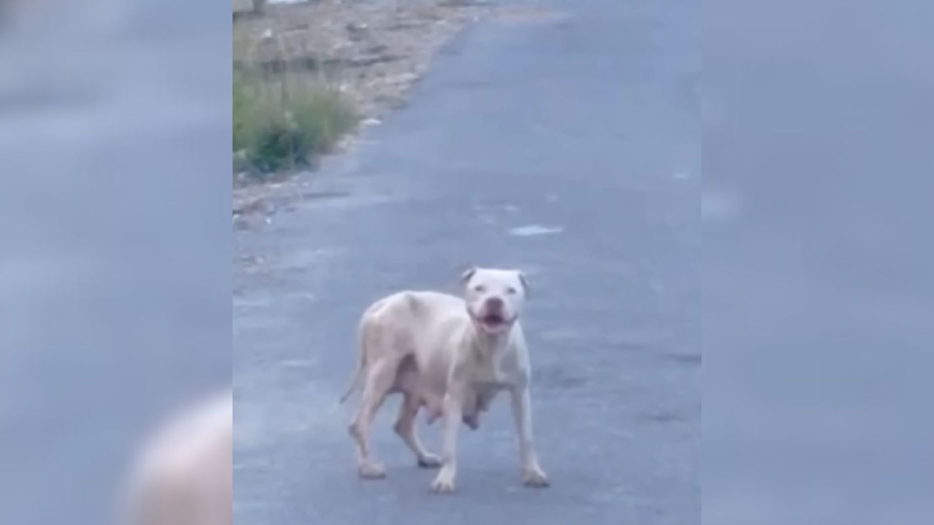 Rescuers Found This Mama Dog Who Kept Searching For Her Pups So They Tried To Help