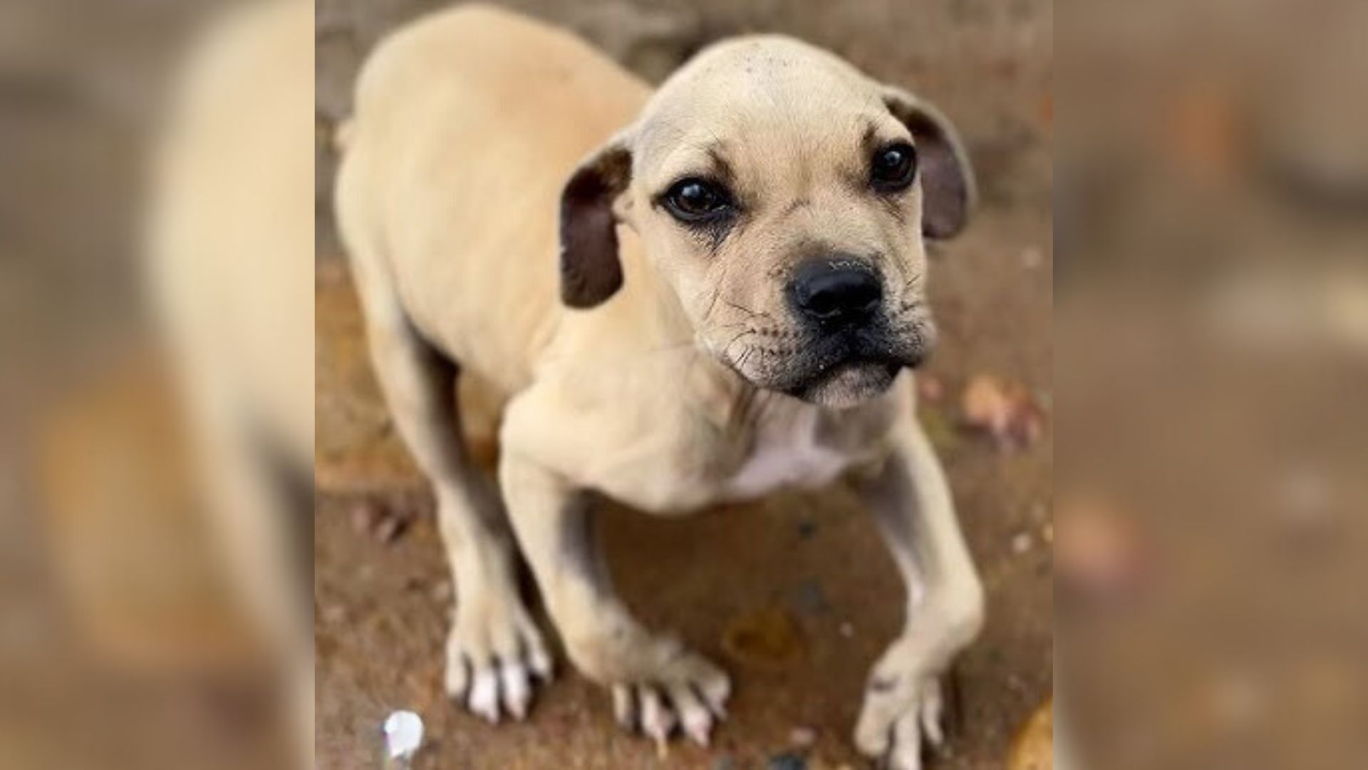 Rescuers Found This Puppy With A Wobbly Walk And Politely Asked The Family To Surrender Him
