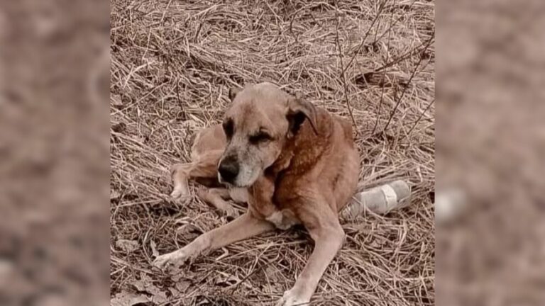 abandoned brown puppy