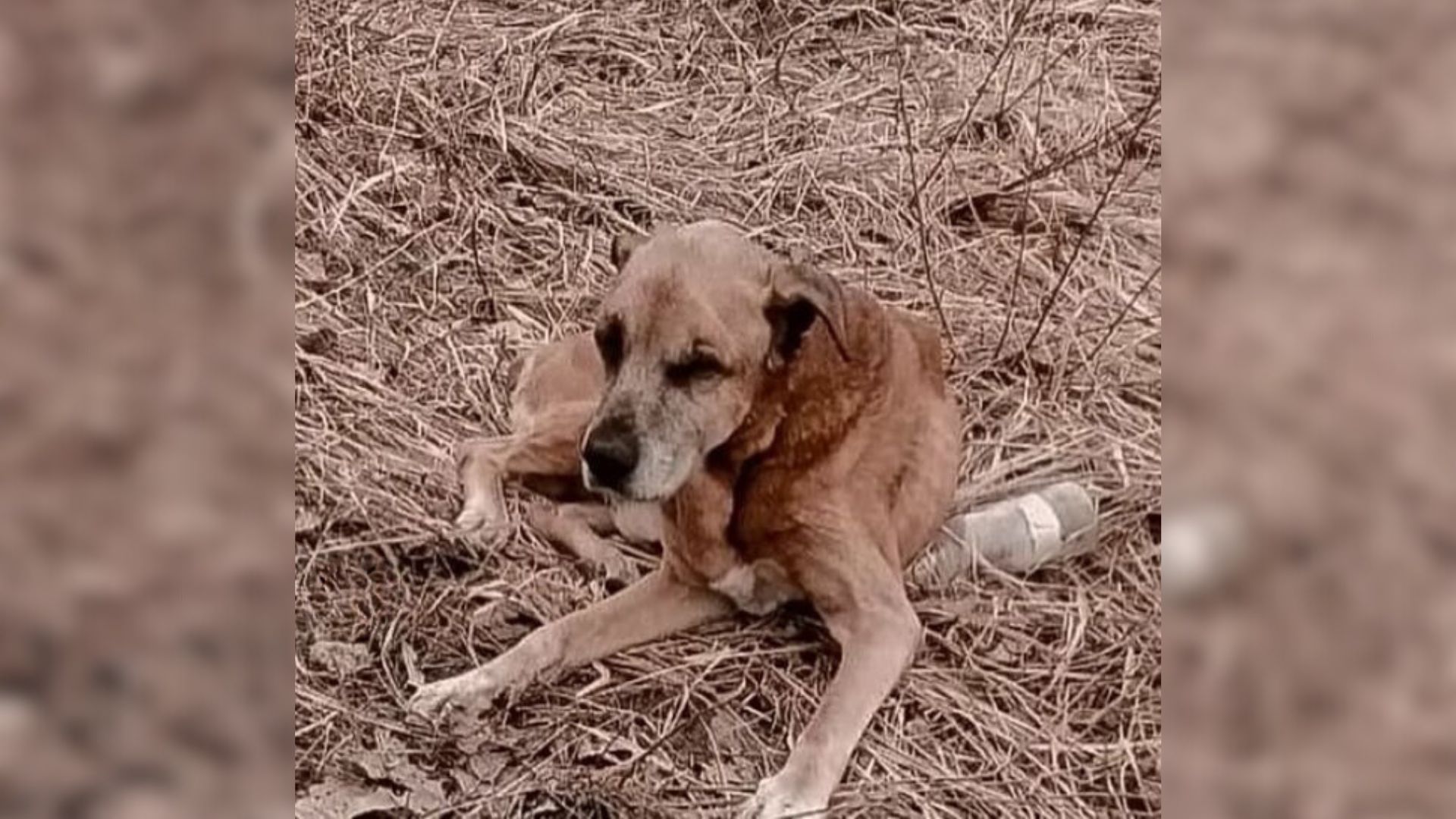 abandoned brown puppy