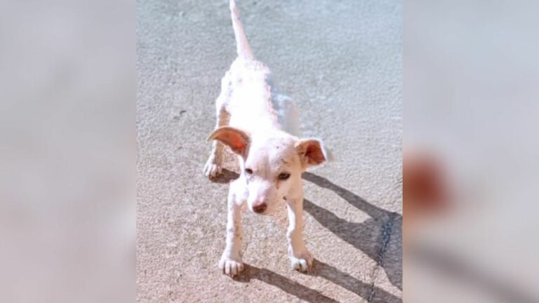 sweet white dog