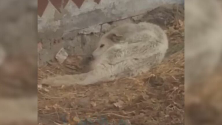 white dog freezing