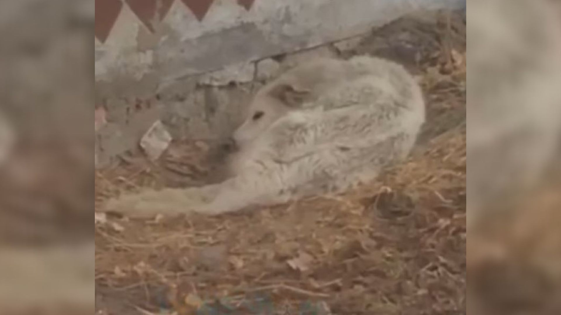 white dog freezing