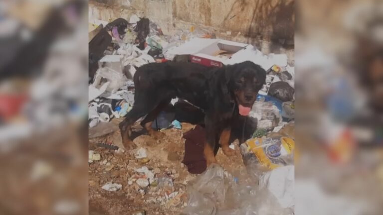 abandoned dog