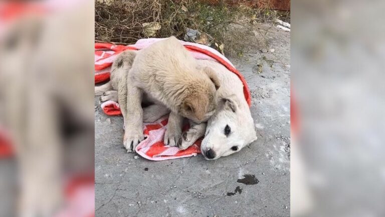 sad dog and his injured sister