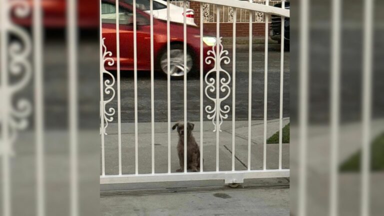 Sad Stray Pup Dragged Her Paws From Door To Door