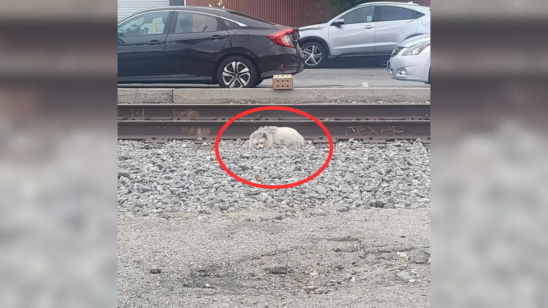 Sad-Looking Pomeranian Makes Dangerous Railway Tracks In California His Home