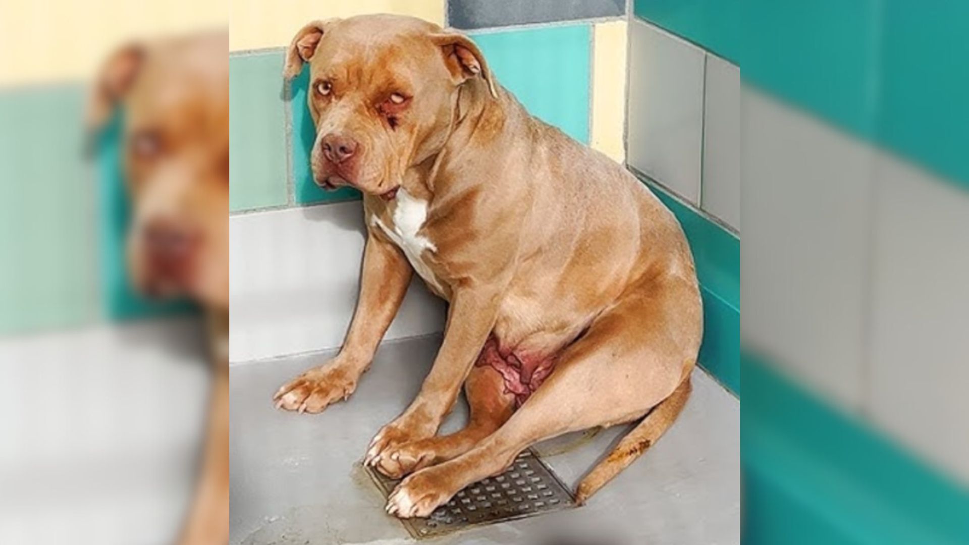 Frightened Pittie Was Close To Being Euthanized But Then Something Miraculous Happened