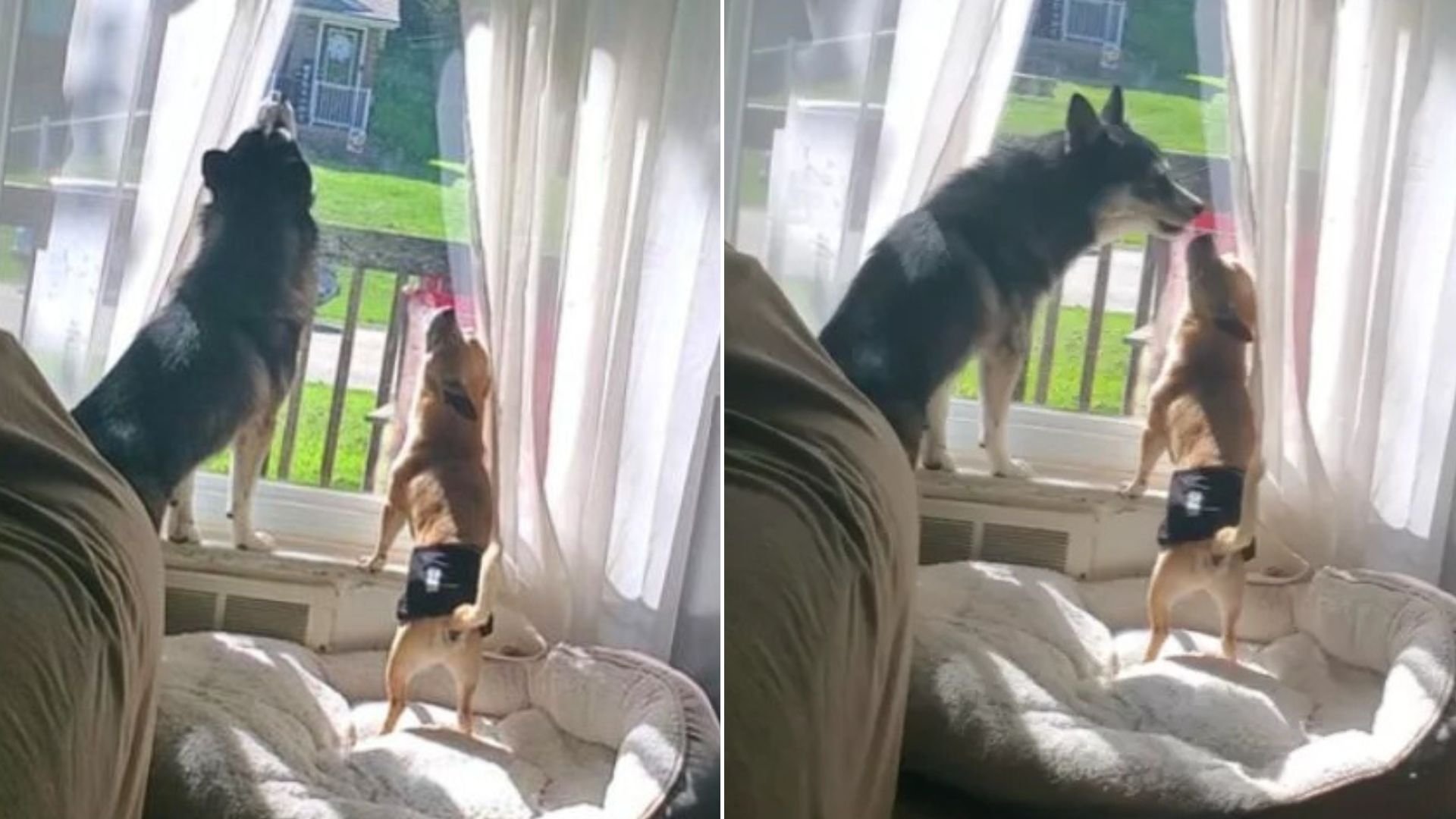 Witness A Heartwarming Moment Where This Pomsky Pup Taught Her Senior Chihuahua Sibling How To Howl