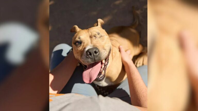 one-eyed dog in shelter