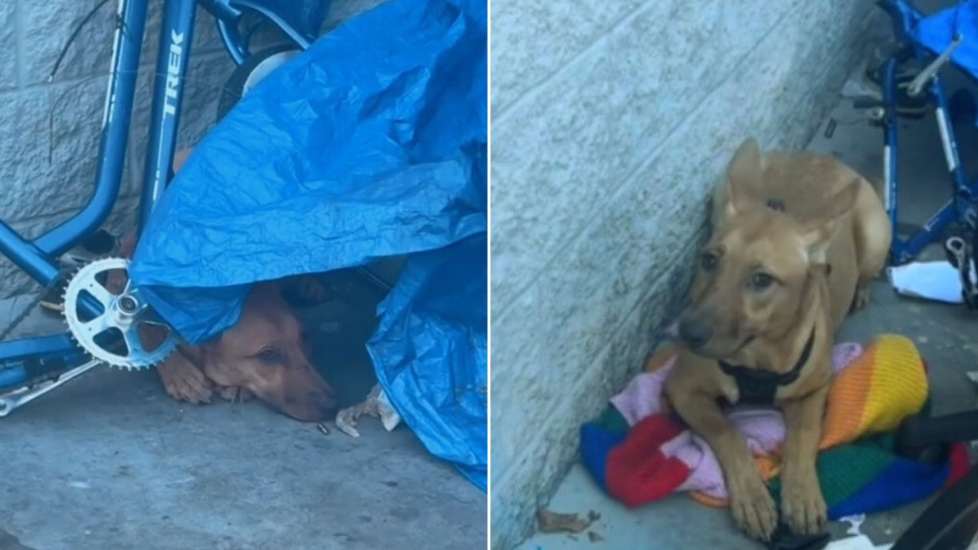 Stray Dog Was Too Afraid Of Her Rescuers But Then She Realized That They Only Wanted To Help