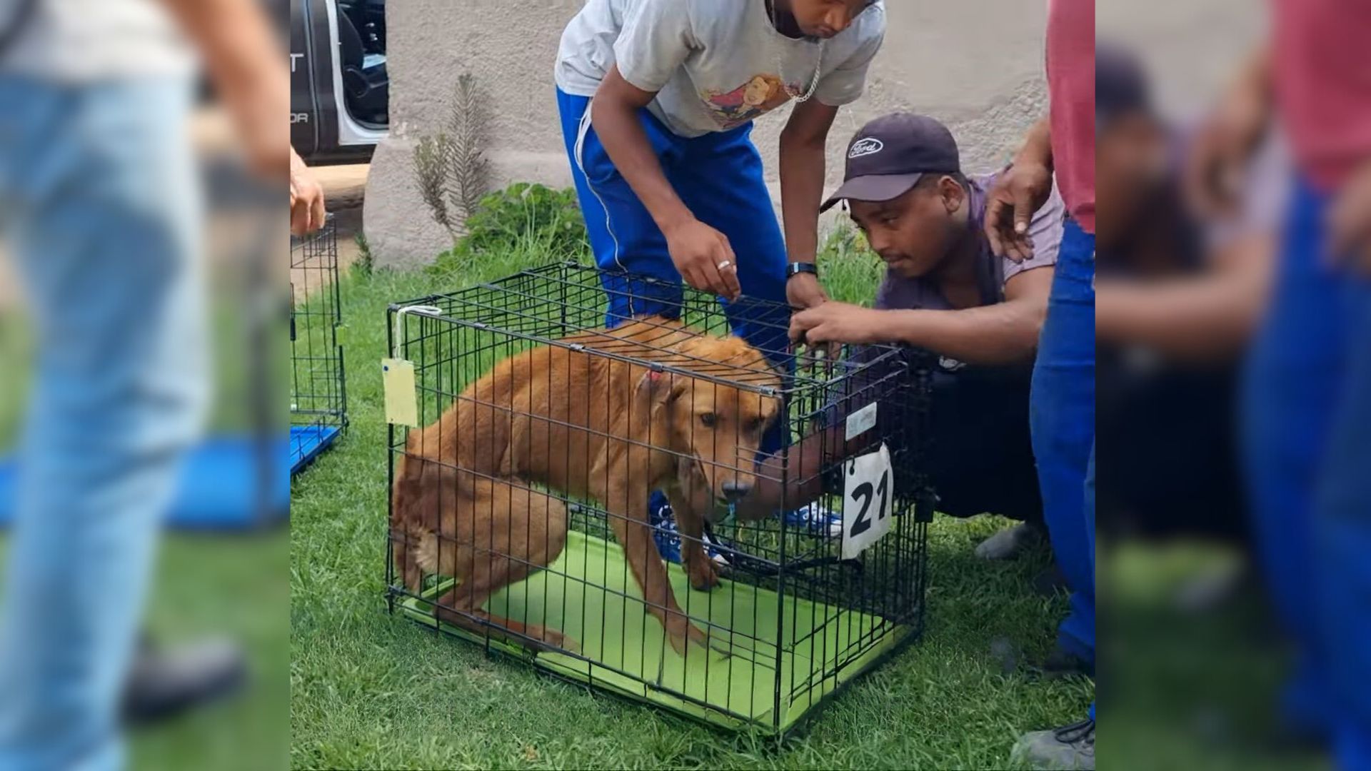 Stray Pup Was Completely Transformed Thanks To Owner Who Wasn’t Afraid To Reach Out For Help