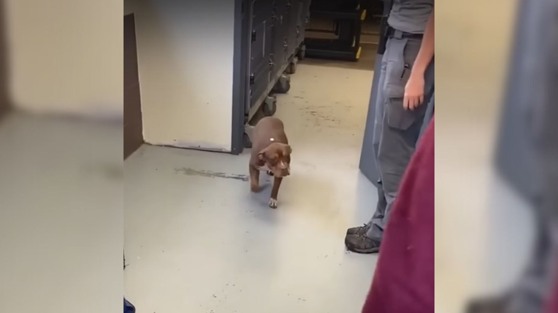 Missing Dog Rejoices When She Is Finally Reunited With Her Family After 4 Months
