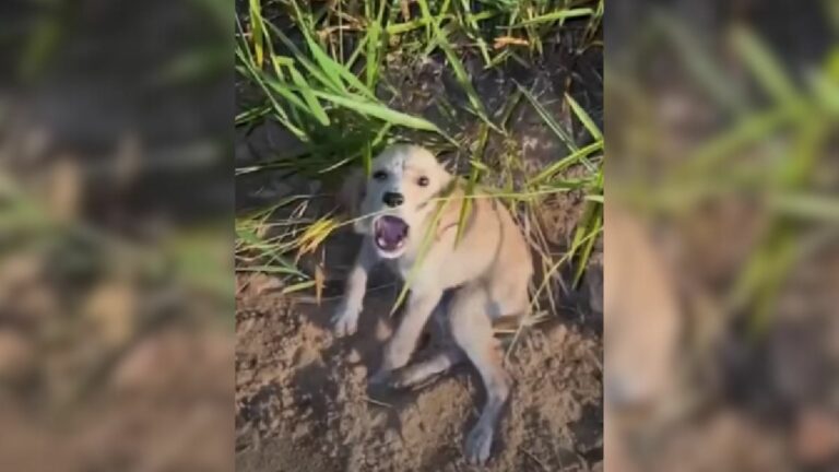 scared puppy