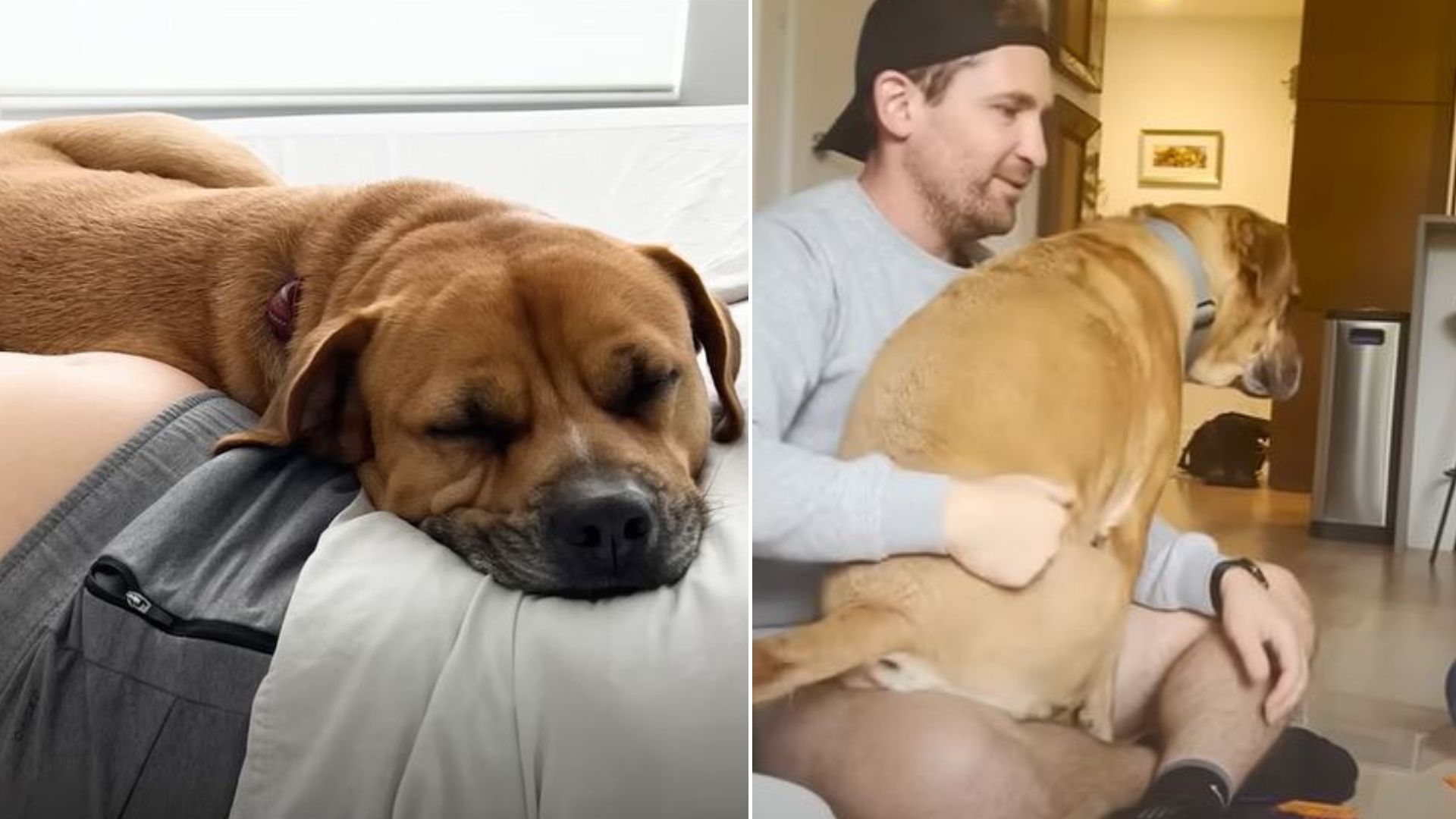 The Once-Aggressive Dog Became A Love Bag After The Birth Of His Baby Sister