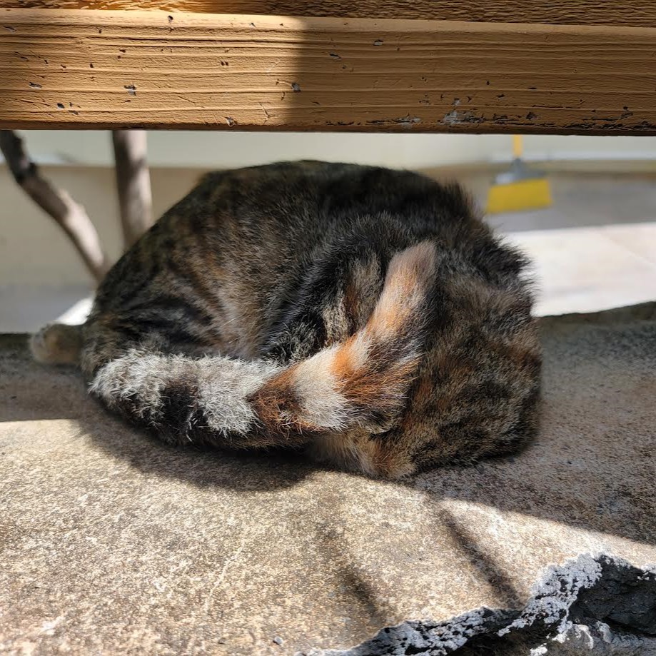 The curled up cat is sleeping