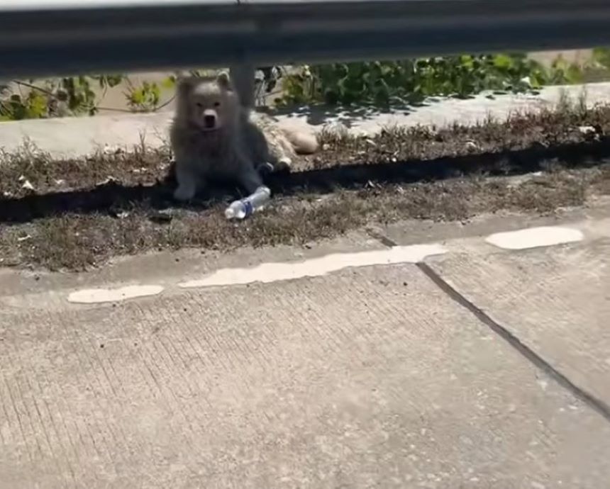 The dog is lying on the road.