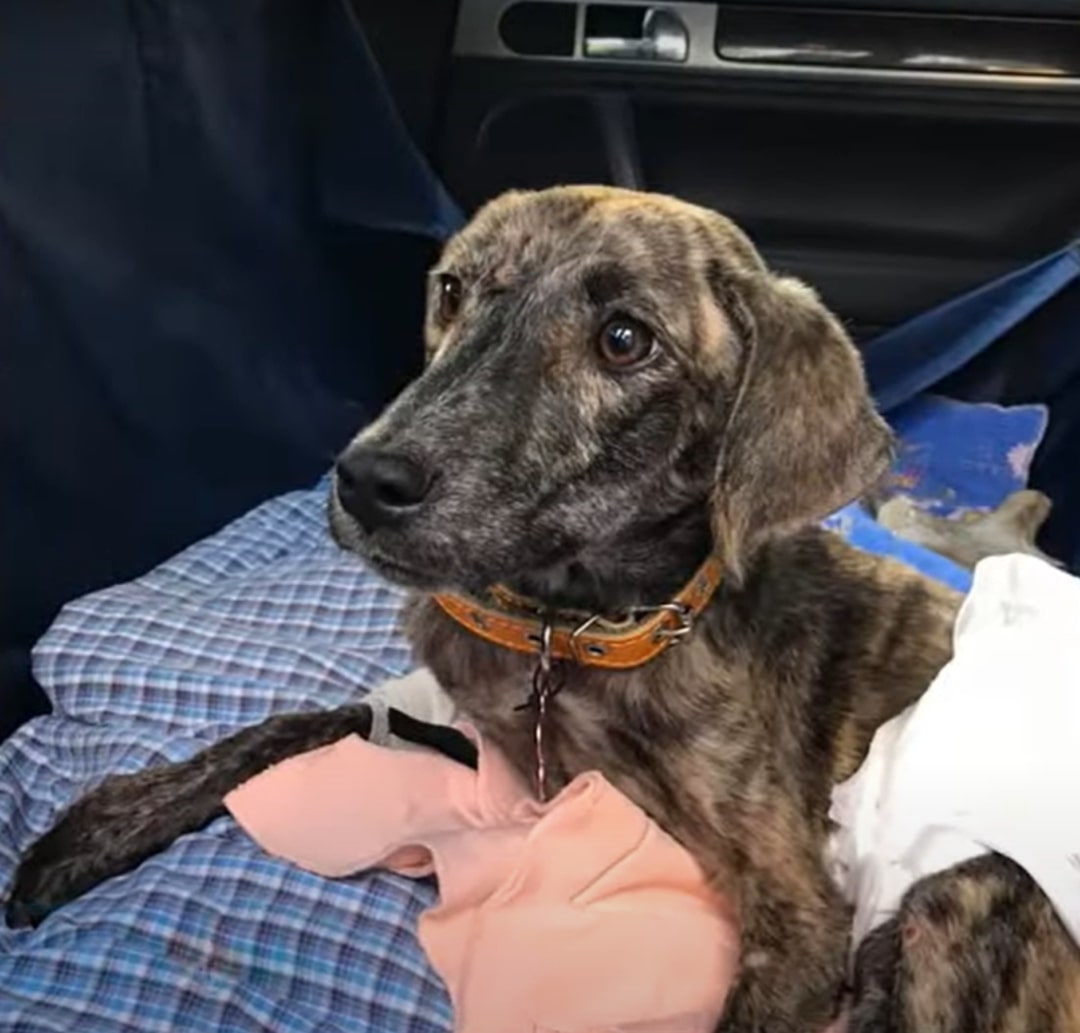 The dog is riding in the car