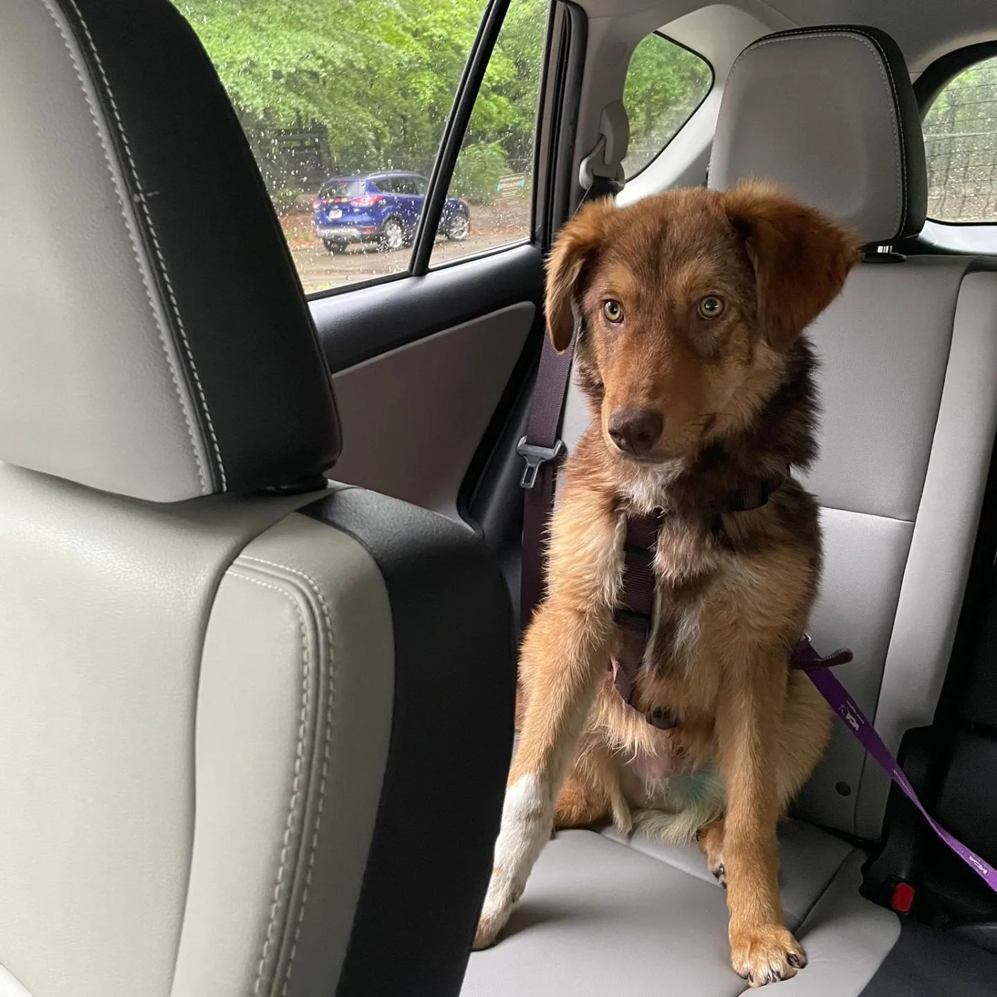 The dog is sitting in the back seat of the car