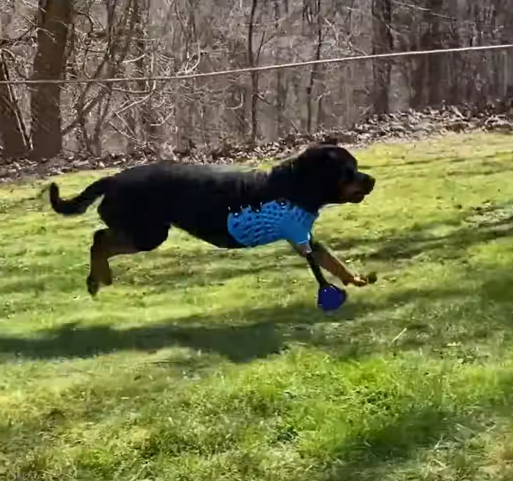 The dog runs with a supporting leg