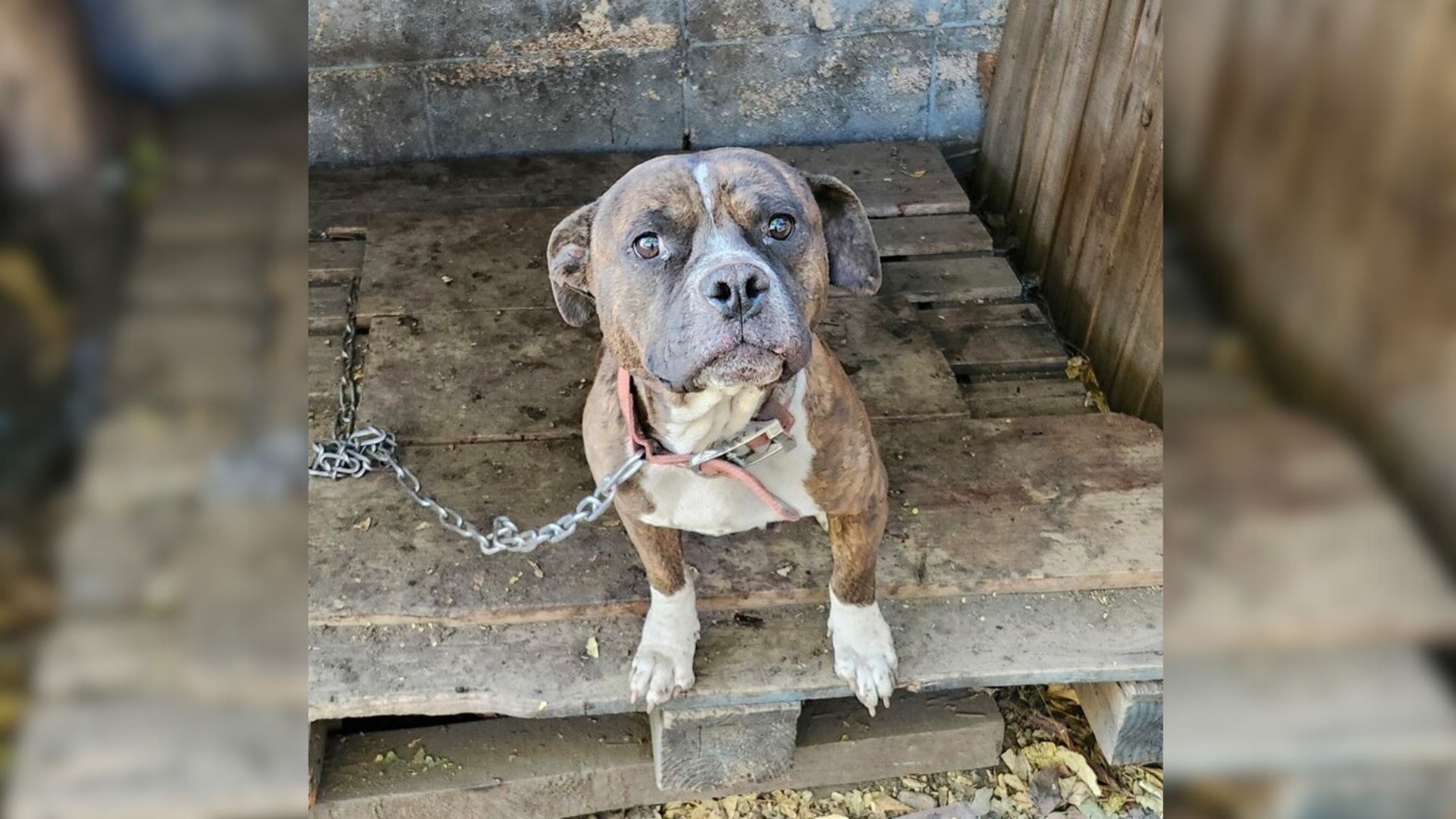 This Dog Spent Months Chained To A Ruined Shelter And Hoping Someone Would Save Him