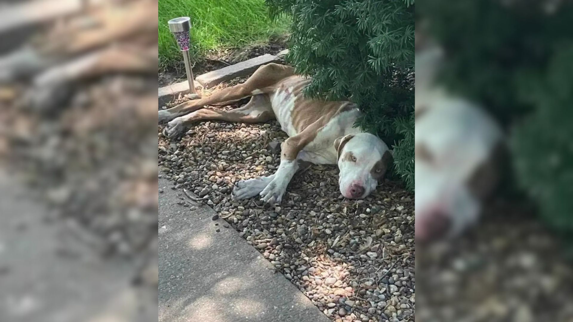 This Severely Malnourished Dog Tried To Find Help Somewhere, But He Just Couldn’t Move Anymore