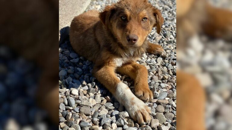 Unwanted Dog Thrown Over Wall