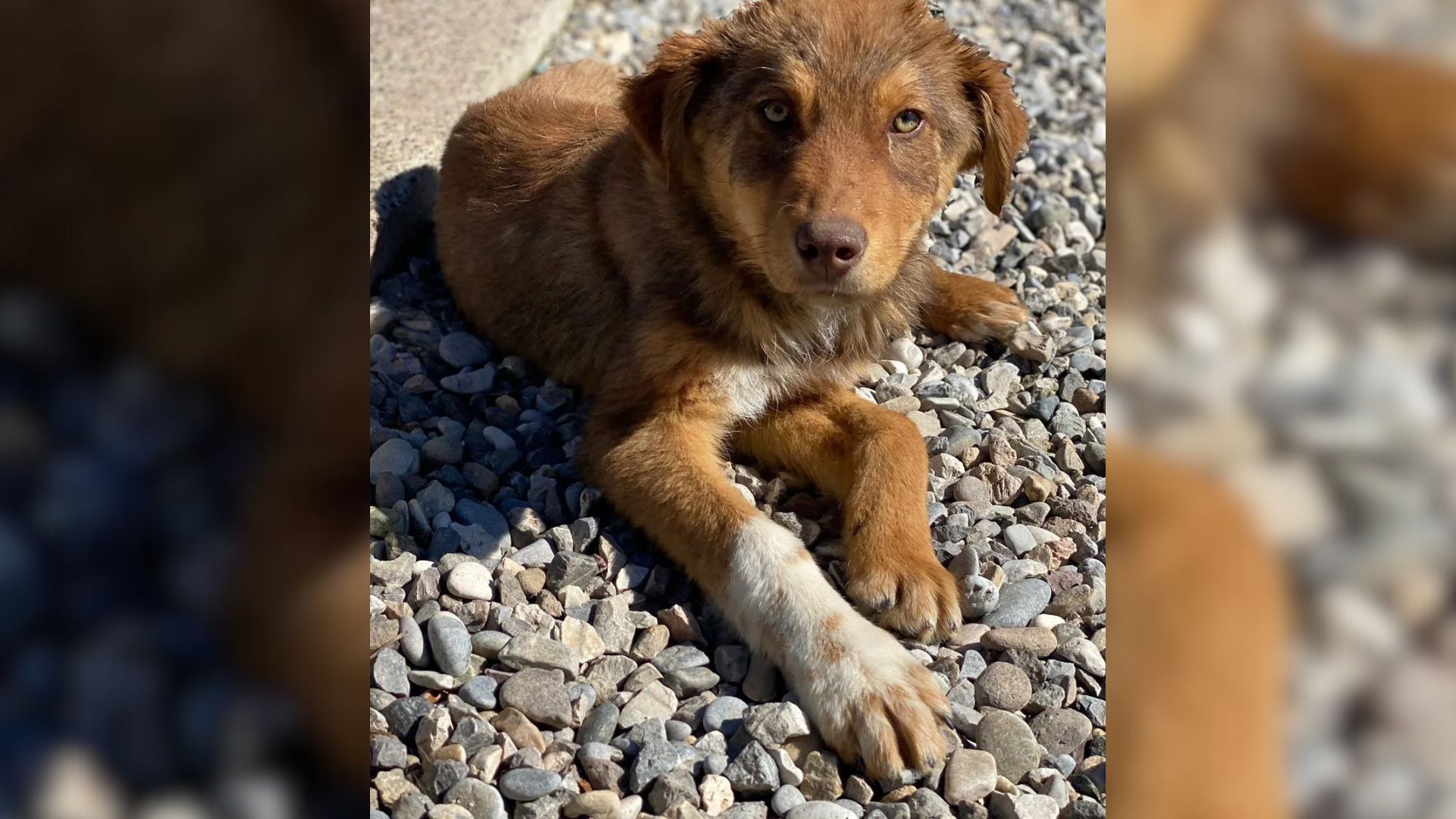 Unwanted Dog Thrown Over Wall In Attempt To Be Returned To Shelter Gets His Miracle