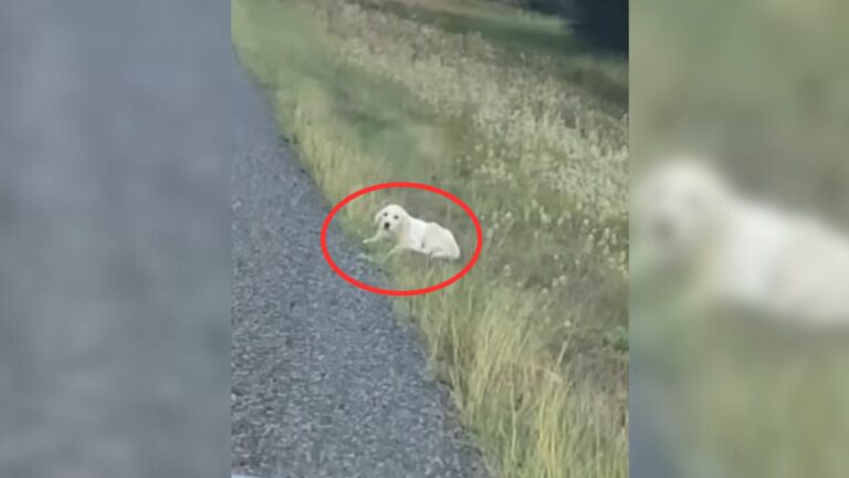 white puppy next to the road