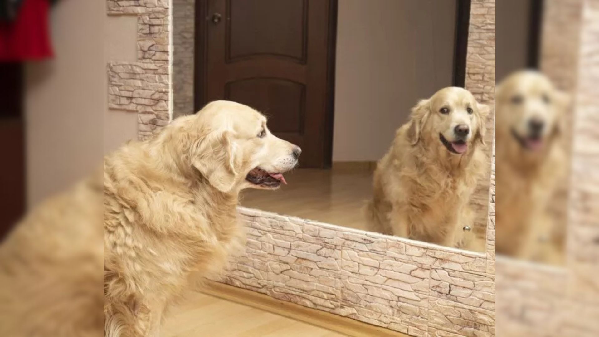 Video Of A Pup Staring At His Own Reflection In The Ceiling Took Over The Internet