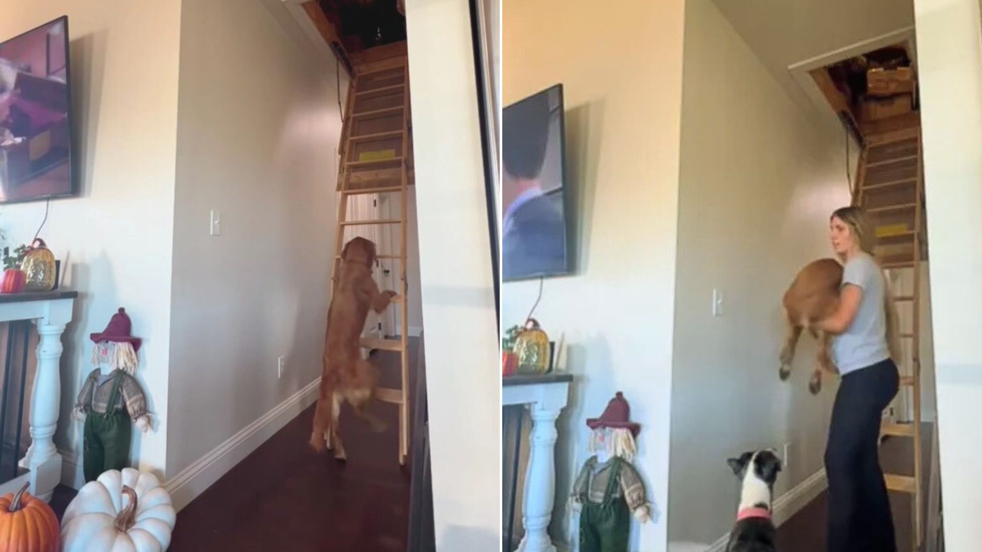 Texas Woman Went On An Attic Only To Realize What Her Dog Did Shortly After
