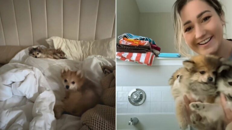 woman foster three puppies