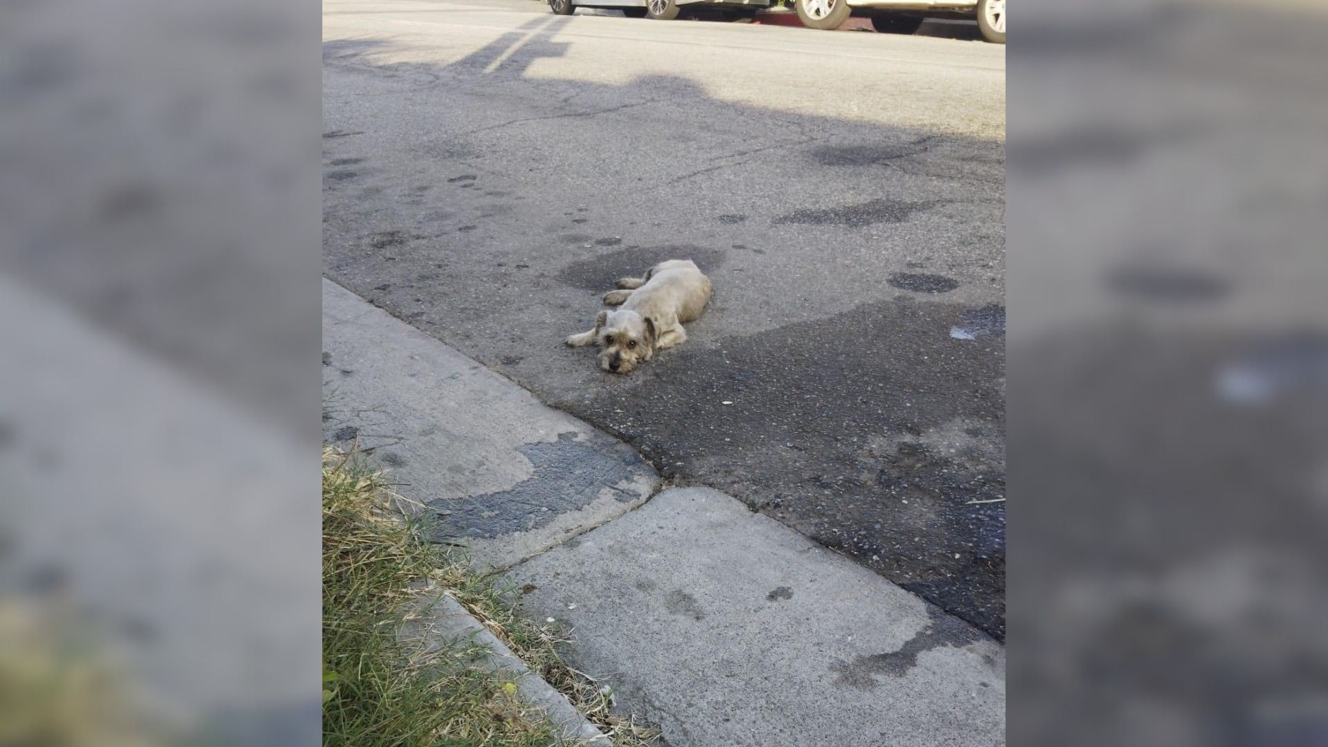 Woman Fights To Save Dog Injured In Car Accident, Ends Up Receiving Devastating News
