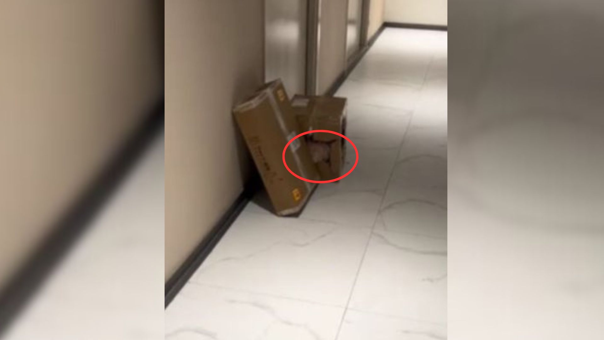 Woman Saw A Box Next To Her Apartment But Then An Unusual Noise Caught Her Attention