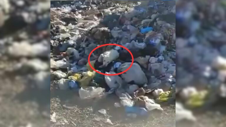 Woman Helps Dog Dumped In Trash Live Her Final Days As She Always Dreamed
