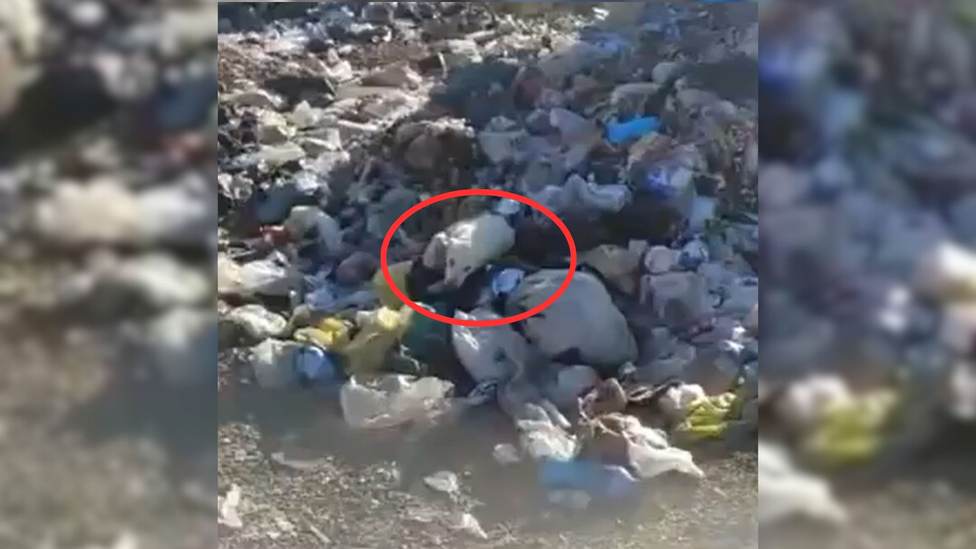 Woman Helps Dog Dumped In Trash Live Her Final Days As She Always Dreamed