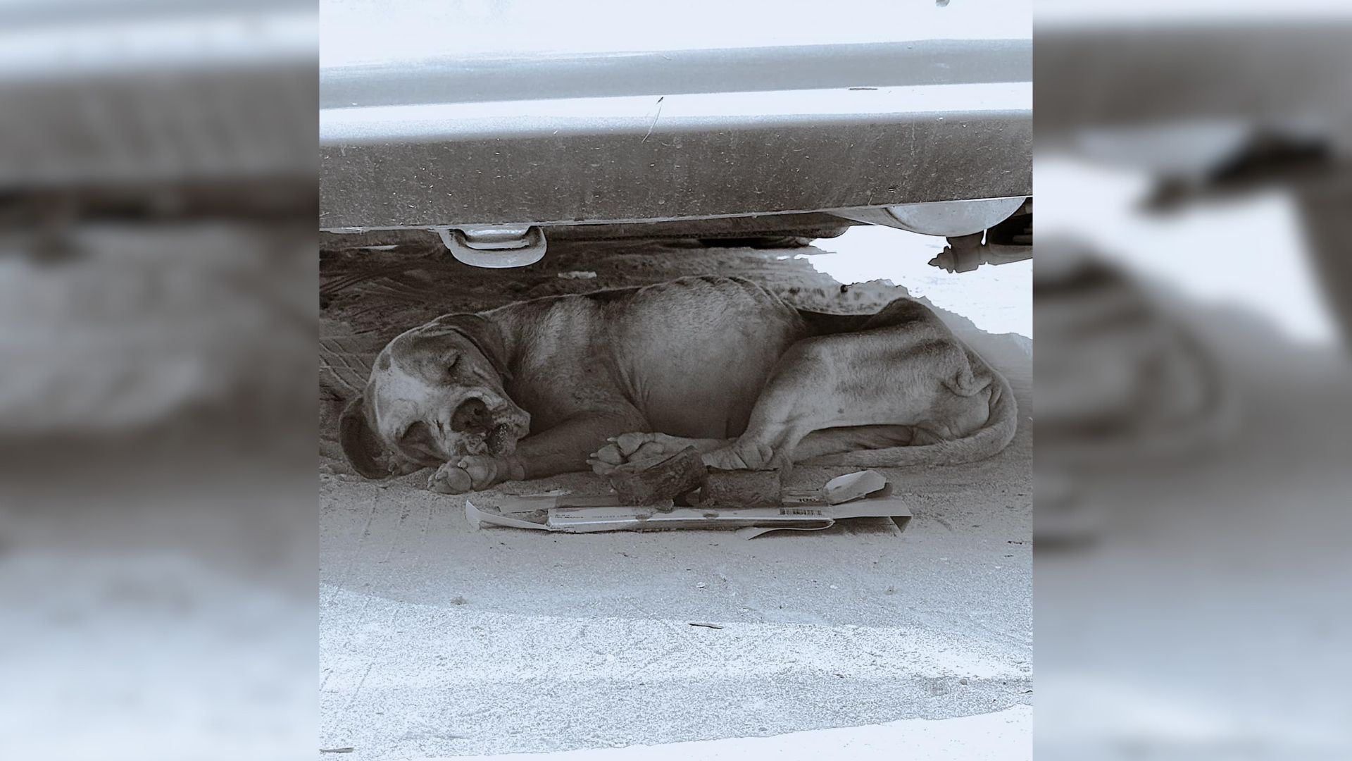 Woman Saves Fading Pup From ‘Cemetery For Abandoned Dogs’ At The Last Minute, Giving Her A Whole New Life