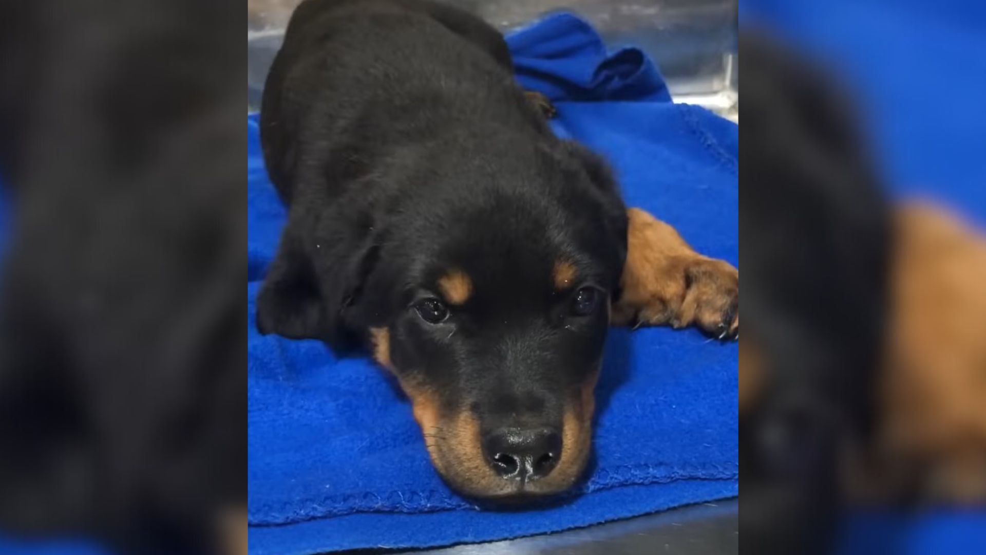 Woman Saves Pup With Disability From Euthanazion