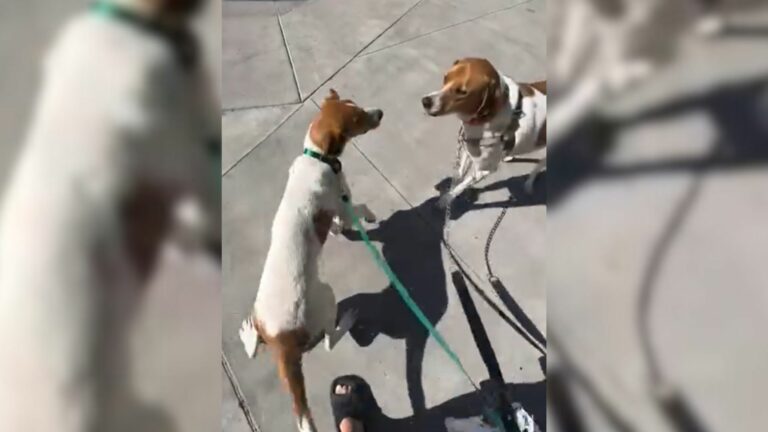 two similar dogs