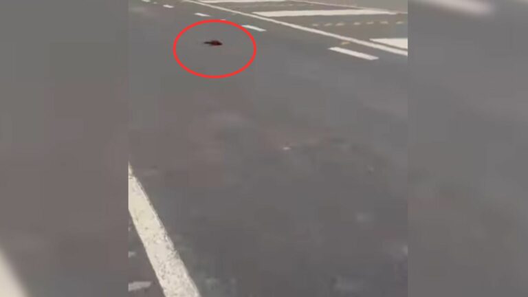 bird on the street