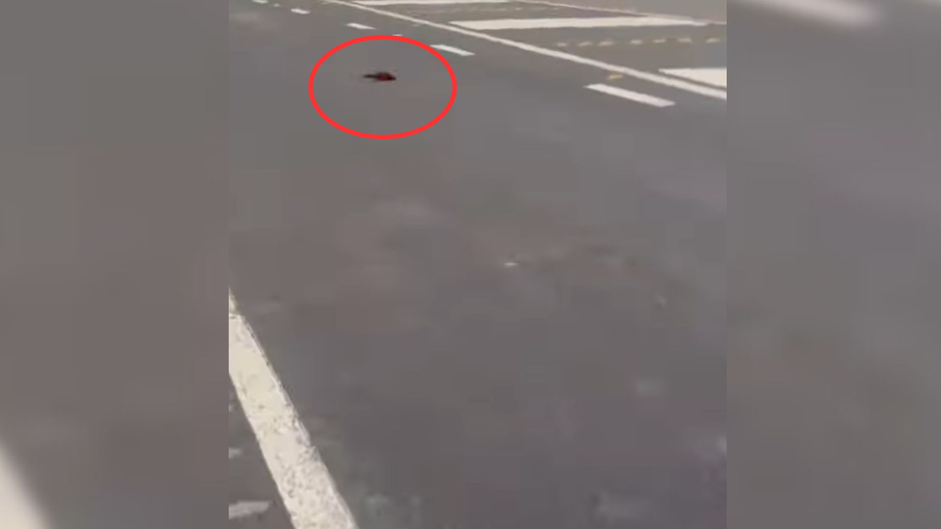 Woman Thought Someone Left Trash On The Street Before Her Heart Broke At A Closer Look