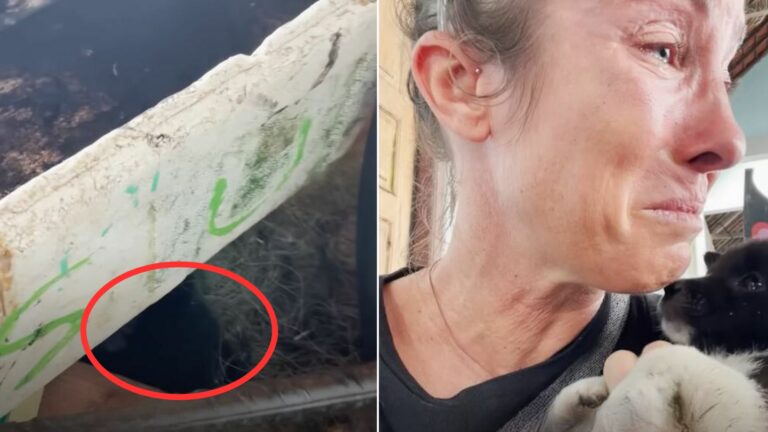 Woman Was Brought To Tears After Finding Struggling Puppies
