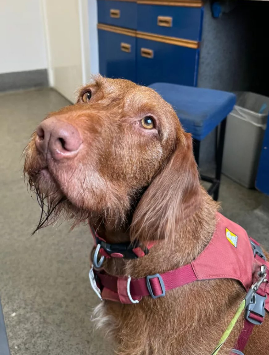 a brown dog looking up