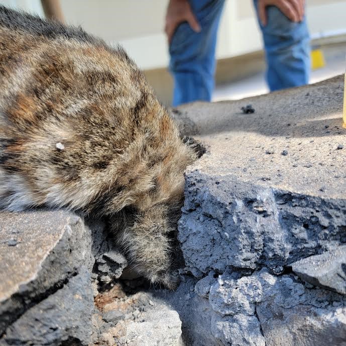 a cat stuck between stones