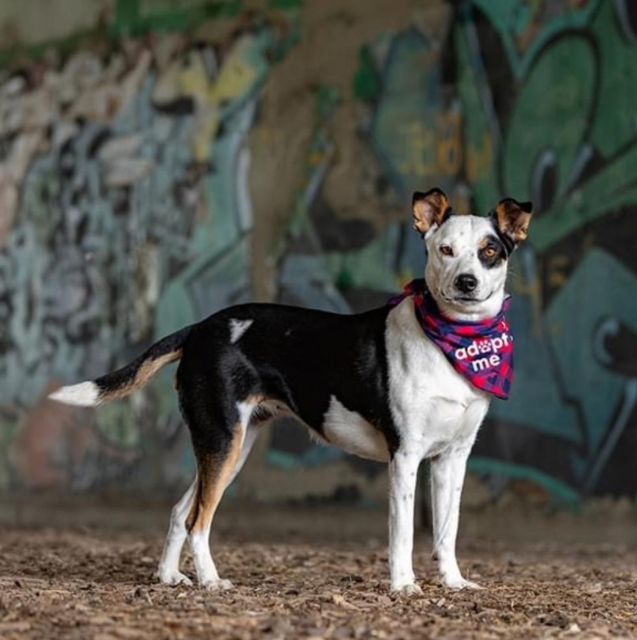 a dog with a scarf around its neck is standing