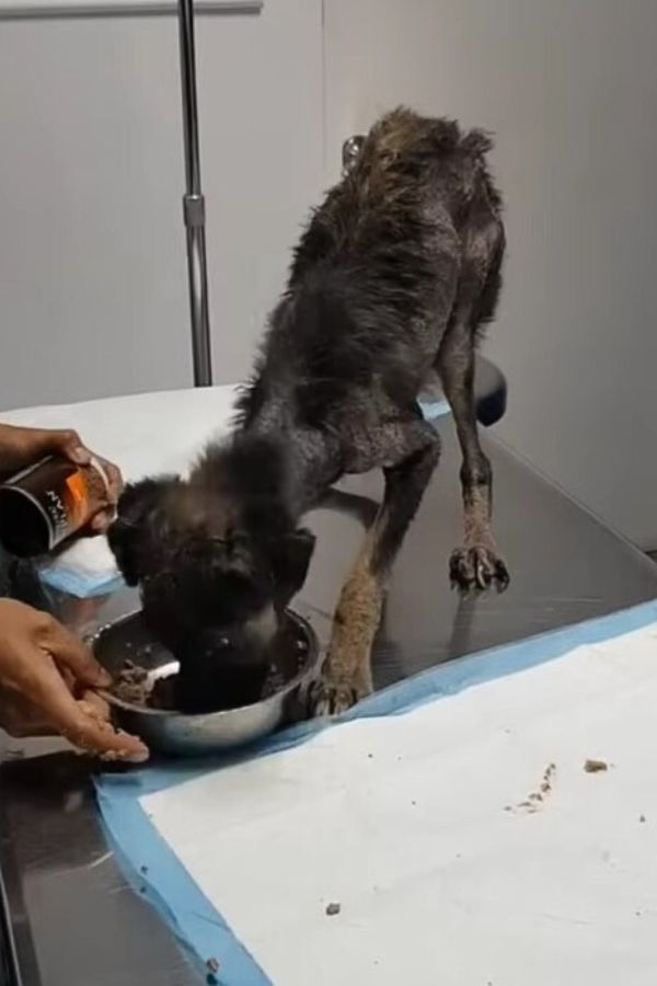 a skinny dog eats from a bowl