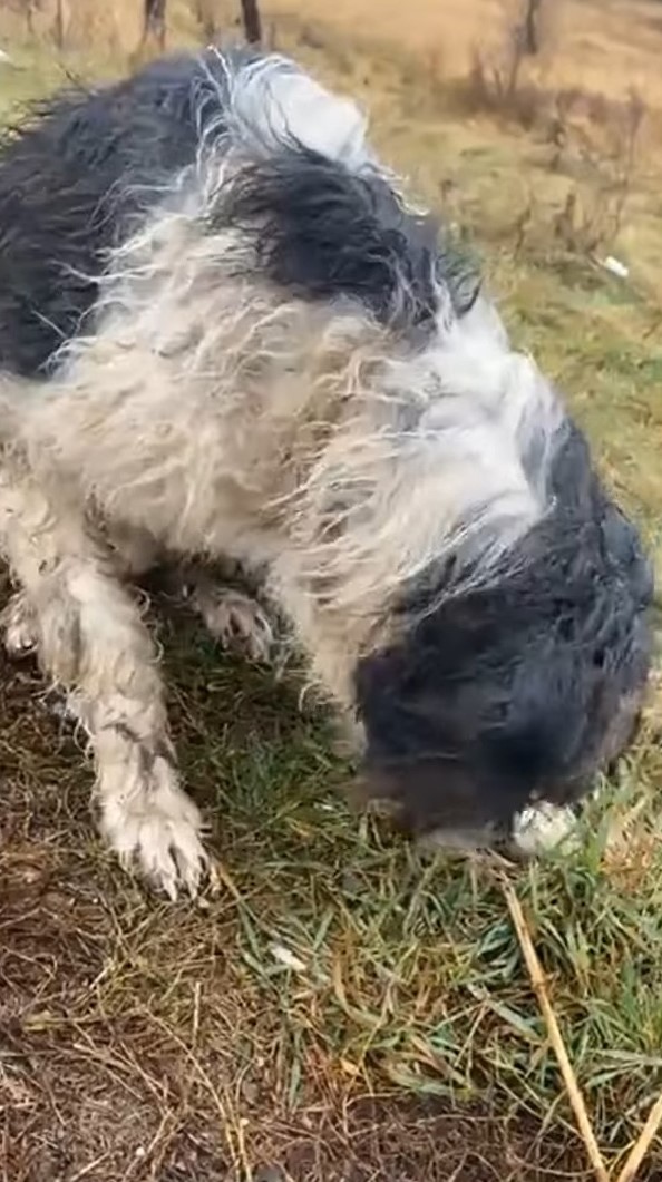 abandoned dog outdoor on a rainy day