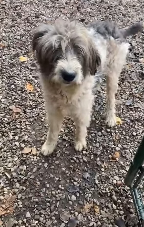 abandoned dog outdoor