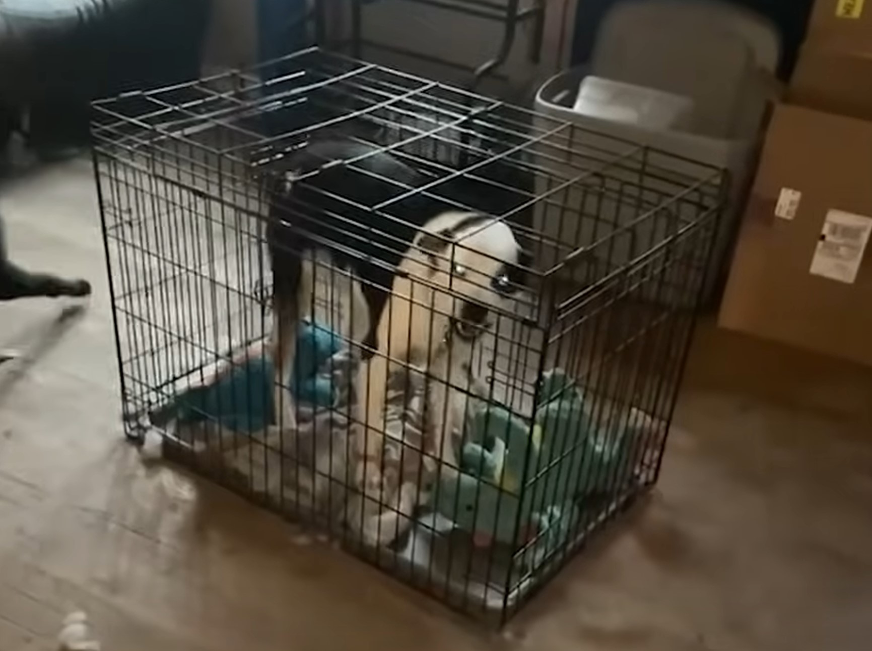 aggressive dog in a cage
